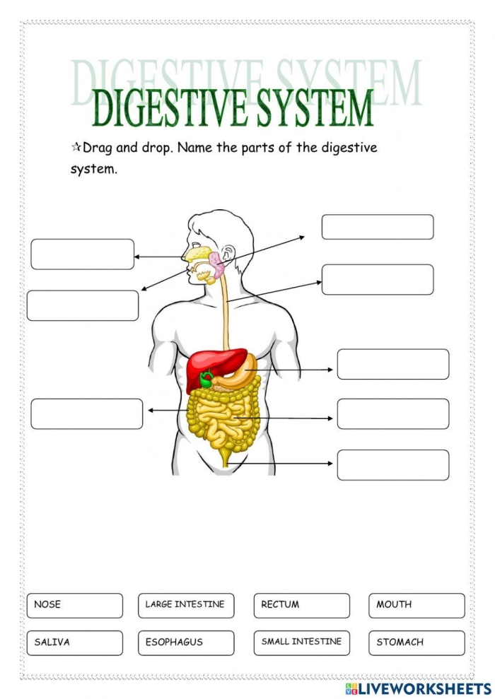 Fifth grade student completing the Inside-Out Anatomy worksheet about the digestive system