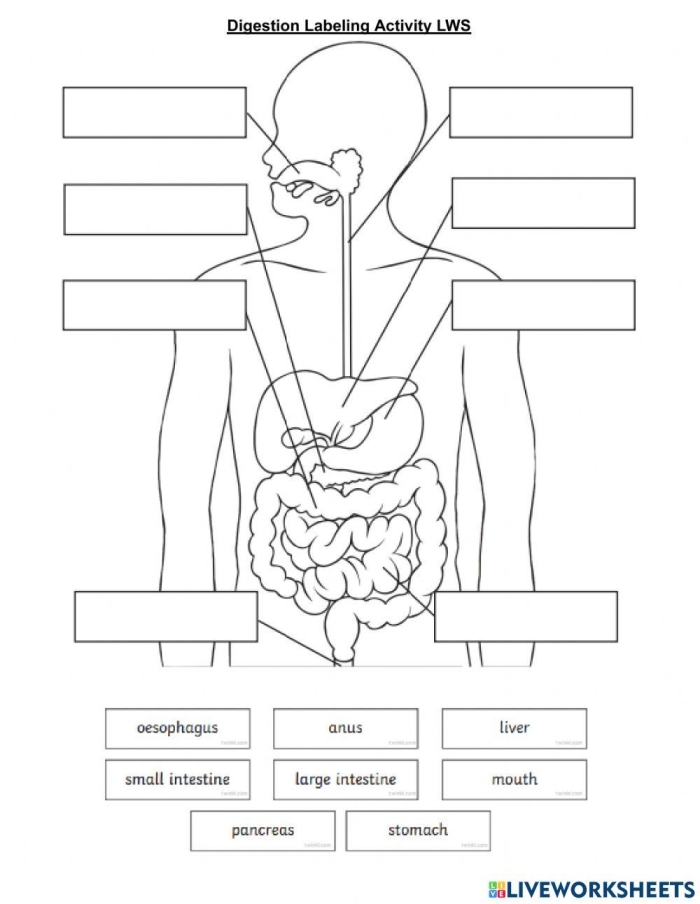 Fifth grade students learning about digestive system organs and how food moves through the body on an educational anatomy worksheet