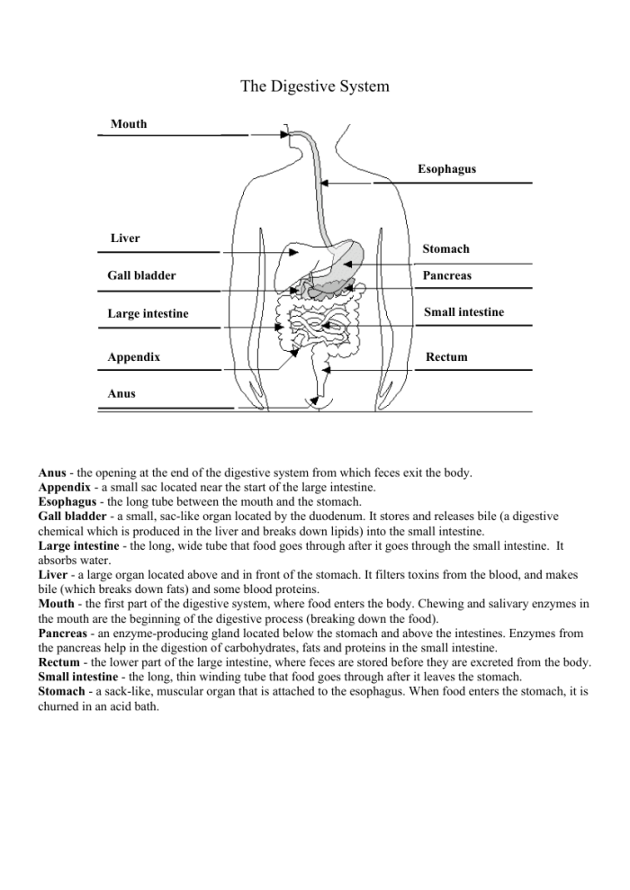 Unlabeled diagram of the human digestive system showing 15 parts for students to identify using a word bank in this fifth grade life sciences worksheet