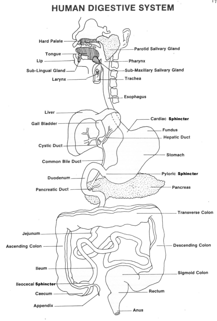 Diagram showing the human digestive system with labeled organs and pathways for fifth grade students learning anatomy