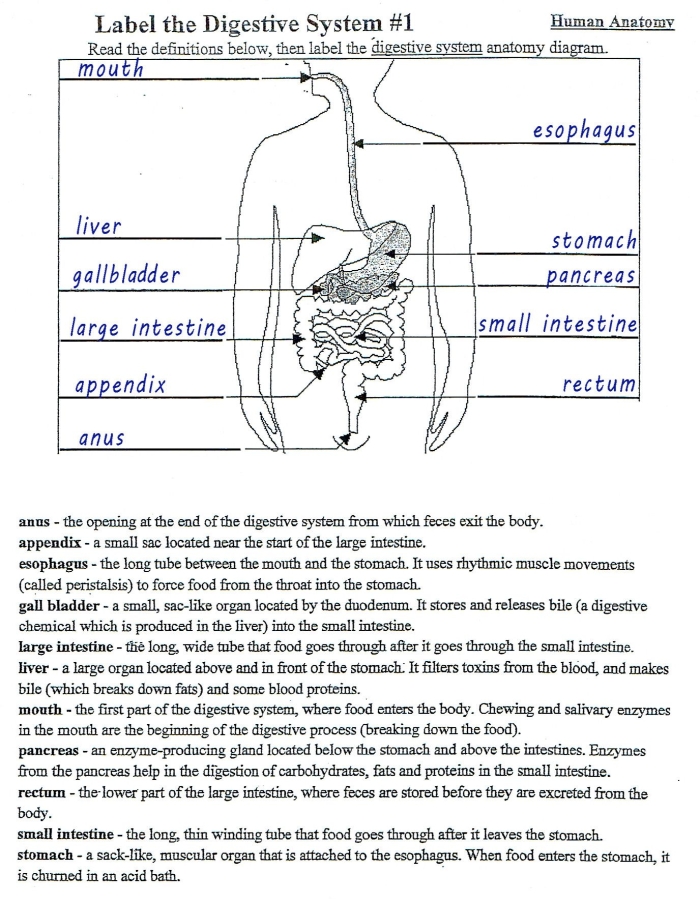 Fifth grade student learning the digestive system with the Inside-Out Anatomy worksheet number 23