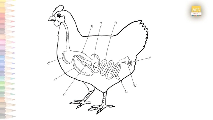Fifth grade student looking at an Inside-Out Anatomy worksheet about the digestive system