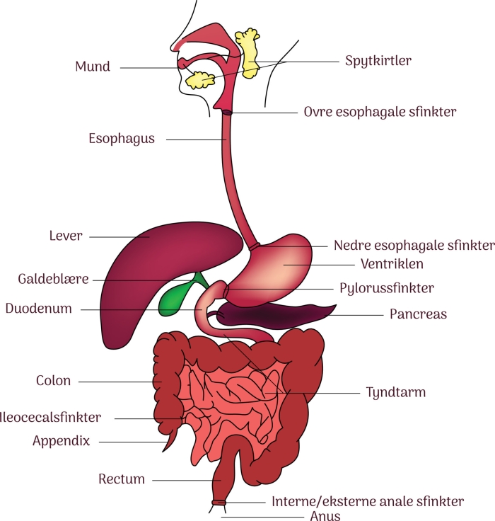 Fifth grade student worksheet displaying the inner workings of the digestive system for anatomy study