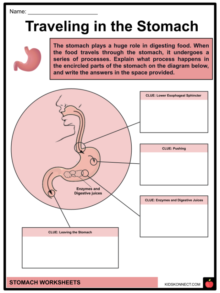 Inside-Out Anatomy The Digestive System fifth grade worksheet featuring human organ diagrams