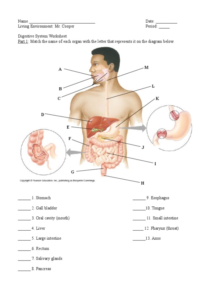 Fifth grade student worksheet showing labeled diagram of human digestive system organs and processes