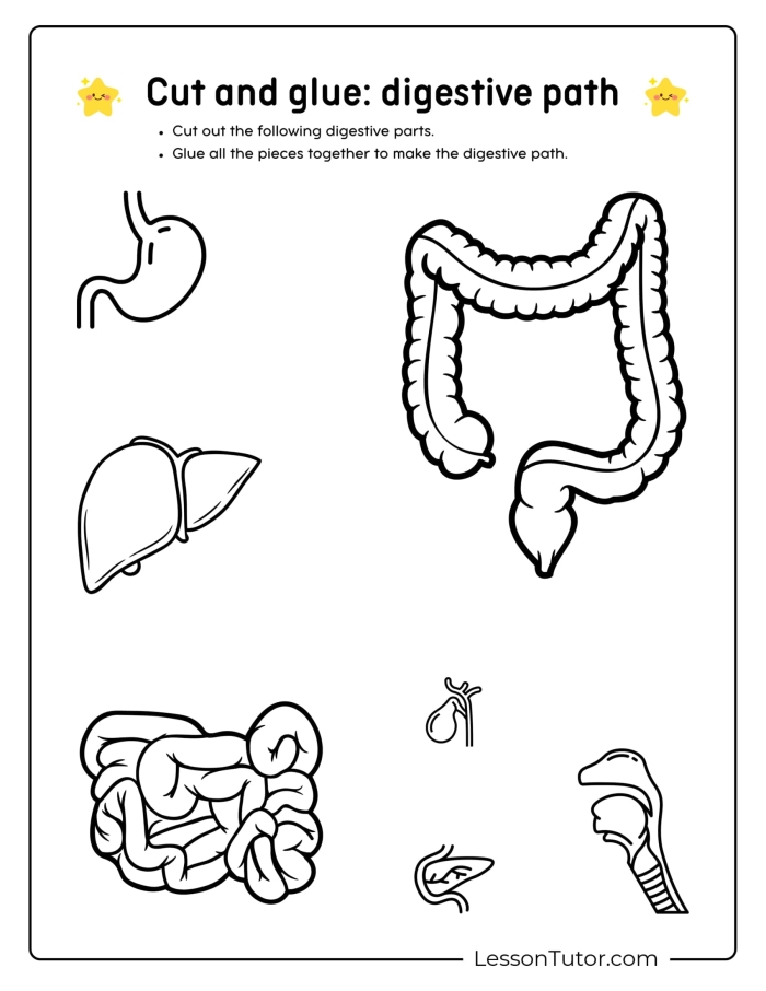 Fifth grade students labeling and identifying parts of the human digestive system on an educational anatomy worksheet