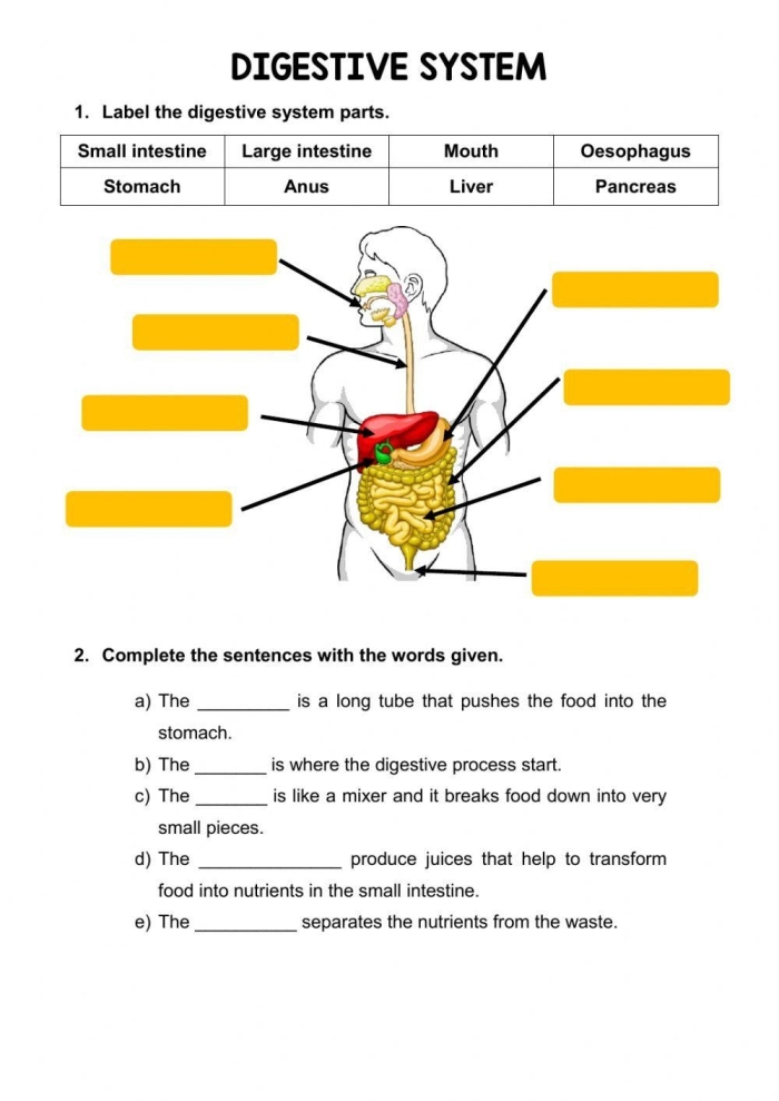 Fifth grade science students use a word bank to label fifteen parts of the human digestive system on this anatomy worksheet