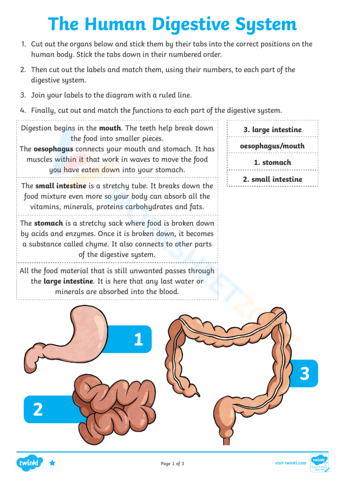 Fifth grade students labeling 15 parts of the human digestive system on a life science worksheet