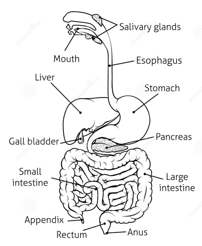 Diagram of the human digestive system with 15 labeled parts including mouth, esophagus, stomach, and intestines for fifth grade students to identify using a word bank
