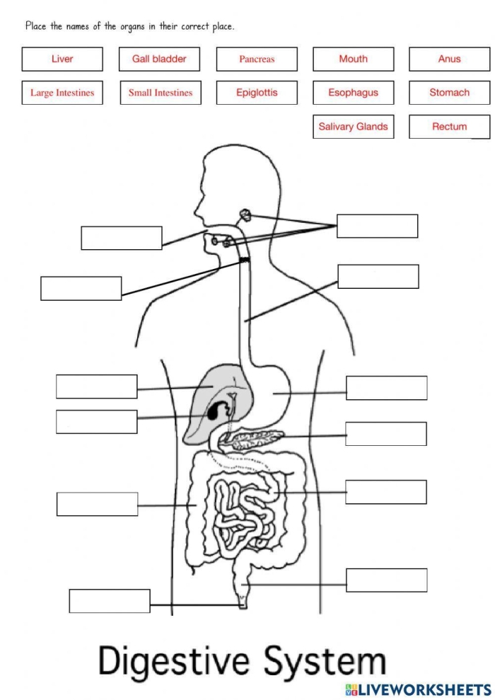 Fifth grade students use a word bank to label the fifteen key organs on this human digestive system diagram worksheet