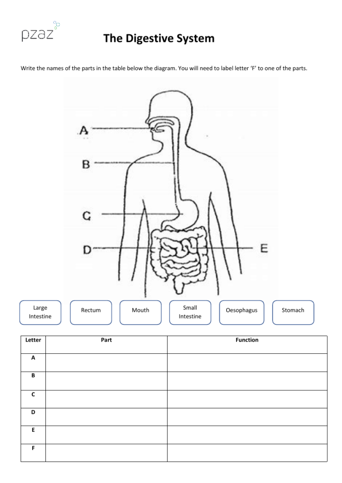 Fifth grade student using a word bank to label fifteen parts of the human digestive system on a diagram worksheet