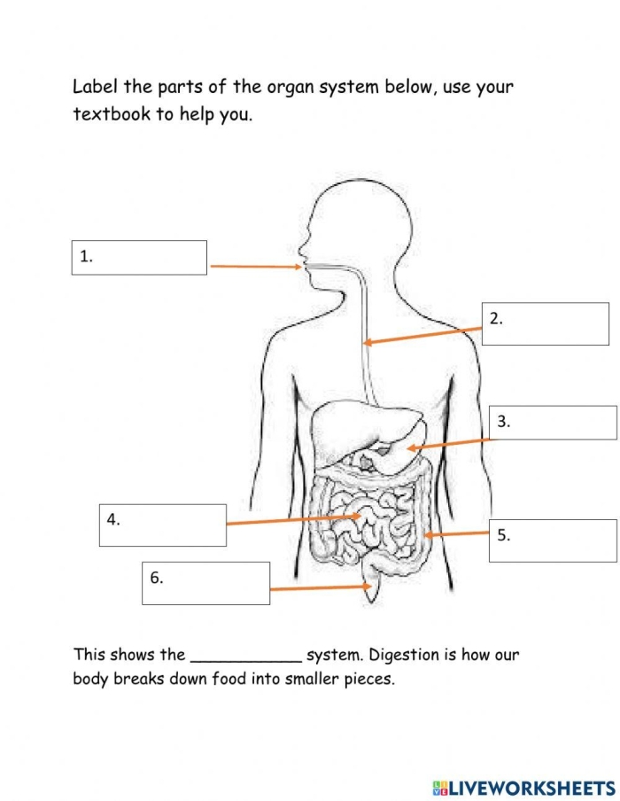 Diagram of the human digestive system with blank lines pointing to 15 internal organs and structures for students to label using a provided word bank