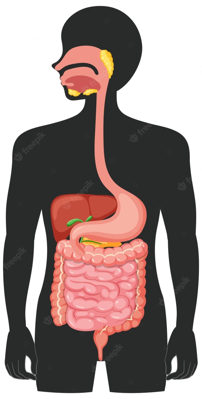 Fifth grade student worksheet for labeling seventeen different anatomical parts of the human digestive system