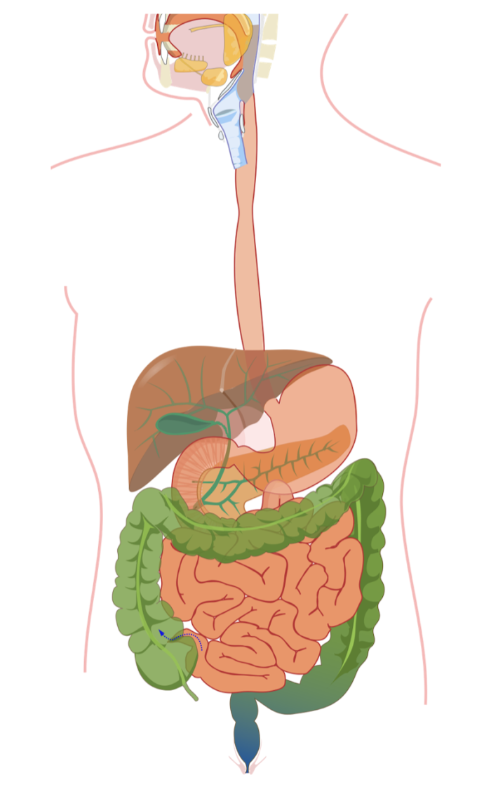 Fifth grade worksheet showing a human digestive system diagram with a word bank for labeling 15 internal organs