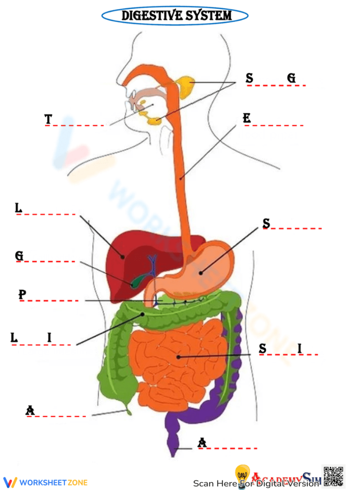 Fifth grade science students labeling the human digestive system using a word bank for this worksheet