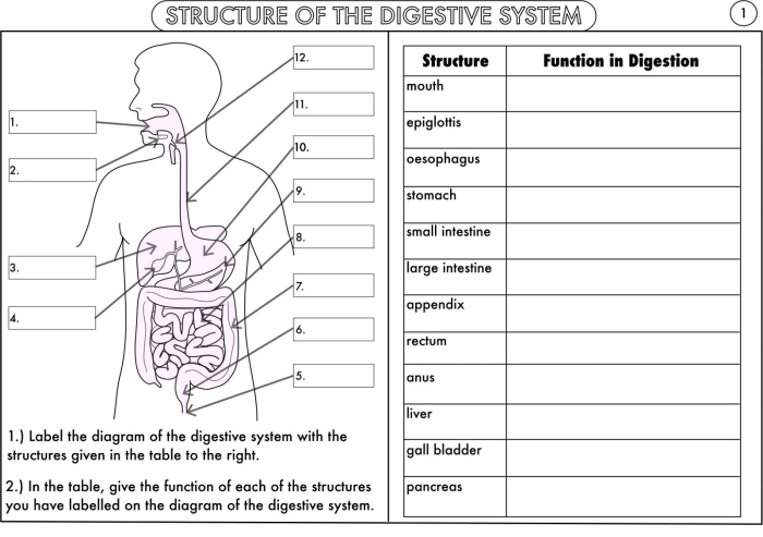 Fifth grade student worksheet for labeling 15 parts of the human digestive system with a word bank