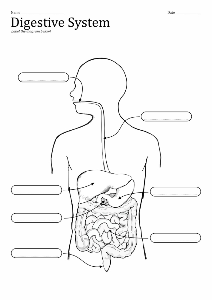 Blank human digestive system diagram with labeled arrows pointing to 15 different organs and structures for students to identify using a word bank