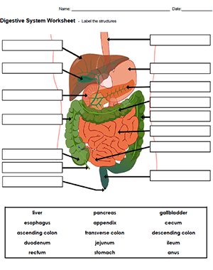 Diagram of the human digestive system with 15 labeled parts including the mouth, esophagus, stomach, and intestines for students to identify