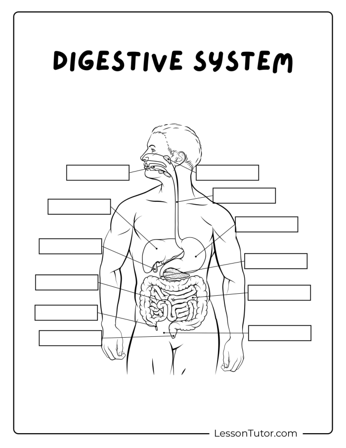 Diagram of the human digestive system with 15 labeled parts including mouth, esophagus, stomach, and intestines for fifth grade students