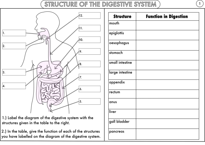 Fifth grade science worksheet featuring a diagram of the human digestive system with a word bank for labeling 15 anatomy parts.