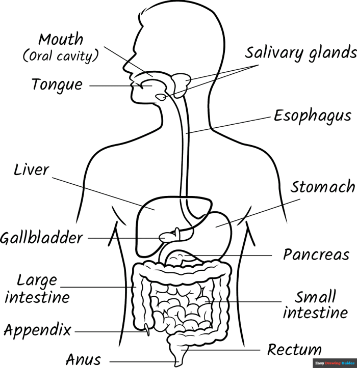 Fifth grade students labeling fifteen parts of the human digestive system on a life science worksheet