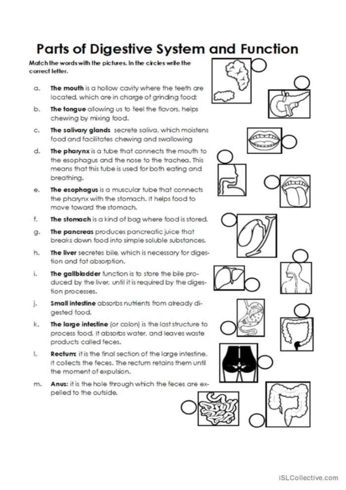 Fifth grade science worksheet for labeling fifteen parts of the human digestive system using a word bank