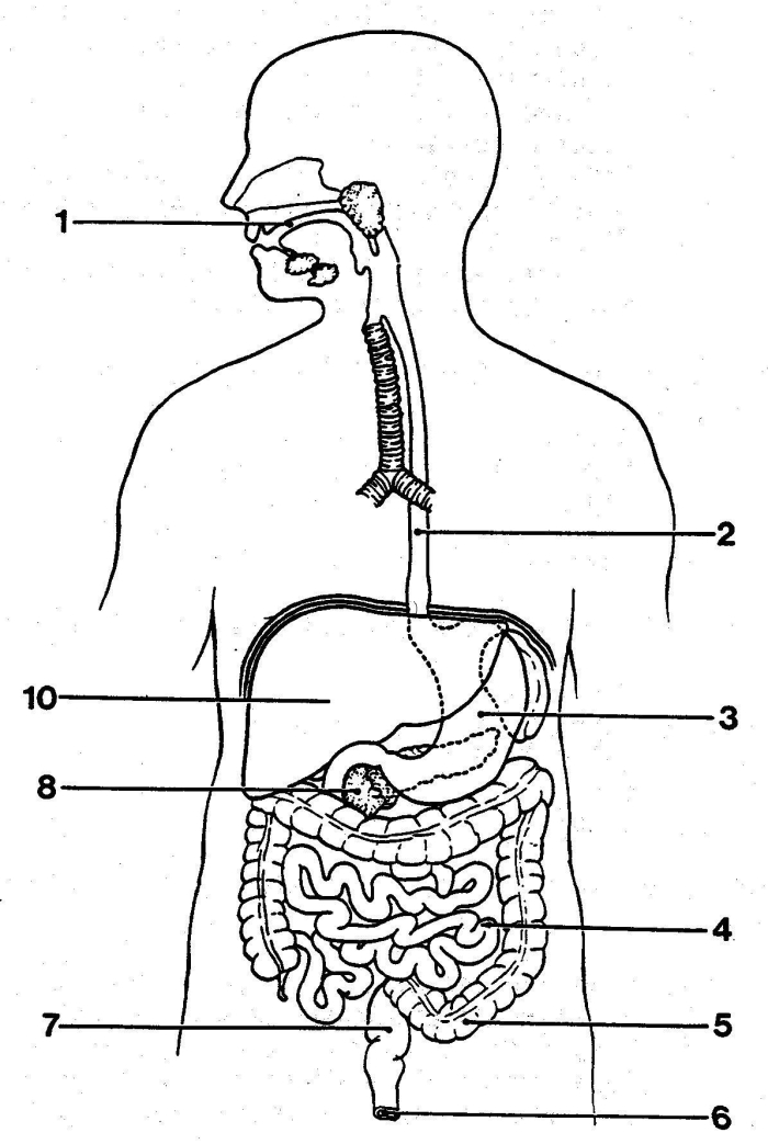 Fifth grade students labeling 15 digestive system organs using a word bank in a science worksheet