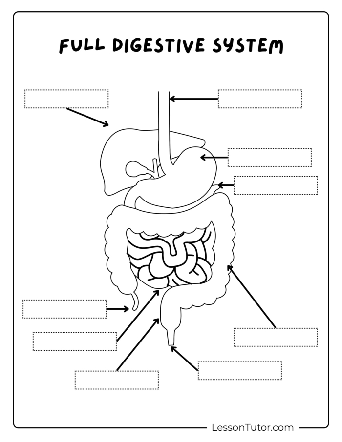 Fifth grade students studying the digestive system with labeled anatomical diagram showing stomach, intestines, and other organs on a worksheet