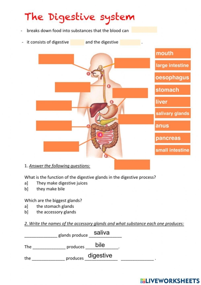 Fifth grade students studying digestive system anatomy with labeled diagram showing how food moves through the body