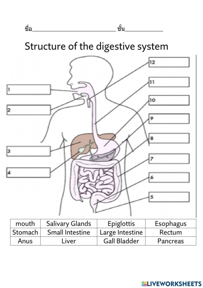 Diagram of the human digestive system with blank labels for students to complete using a word bank of 15 anatomical terms