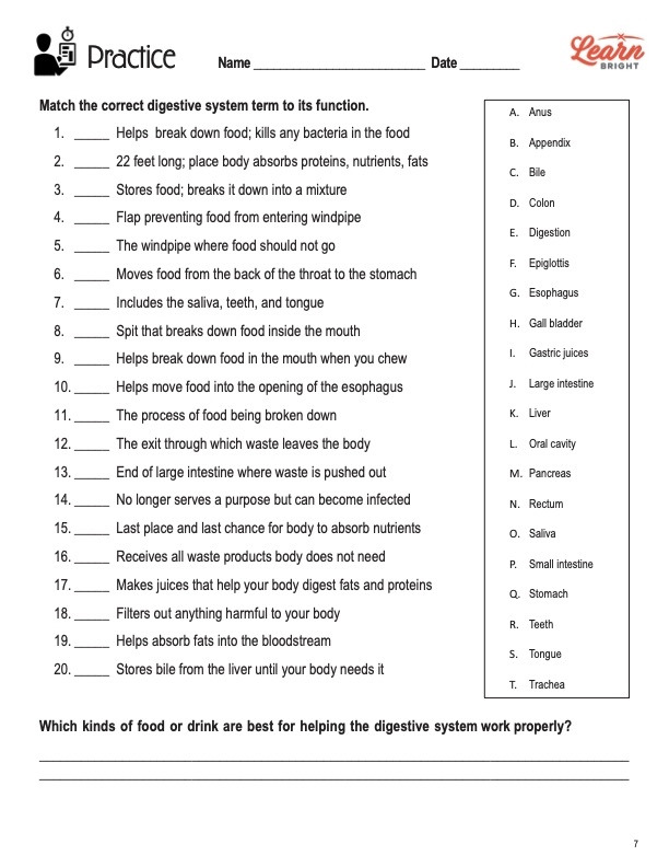 Fourth Grade Human Digestion System Worksheet with Anatomical Diagram Diagram showing the human digestive system with labeled parts for fourth grade students learning about digestion