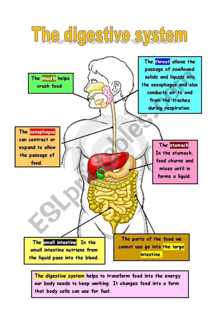 Visual guide for fourth graders on human digestion processes Diagram illustrating the digestive system for the "What is Digestion?" worksheet