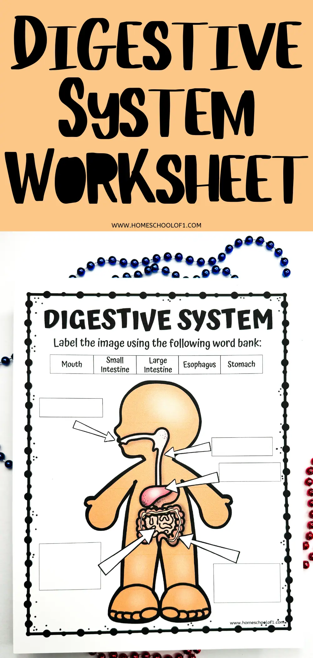 Fifth grade student using an Inside-Out Anatomy worksheet to study the human digestive system for a geography lesson
