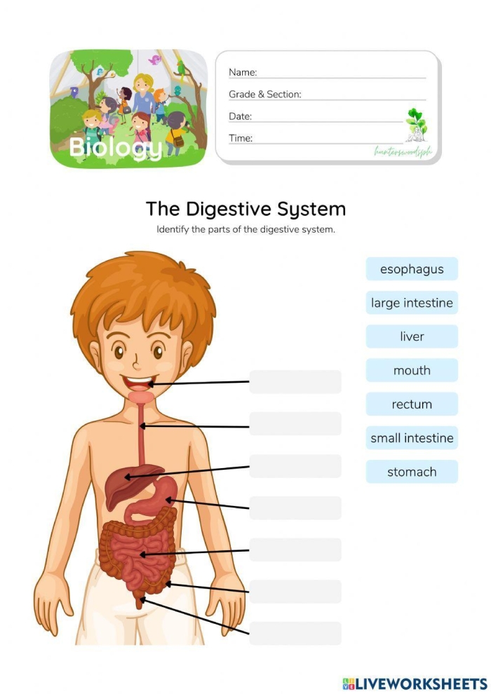 Fifth grade student working on an Inside-Out Anatomy digestive system worksheet