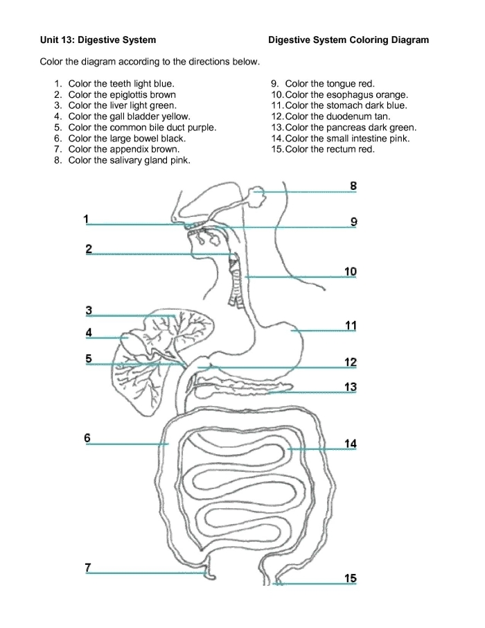 Fifth grade students learning about human digestive system anatomy on a worksheet