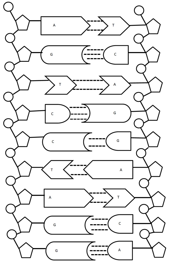 Illustration of Steve the scientist explaining DNA concepts to fifth graders
