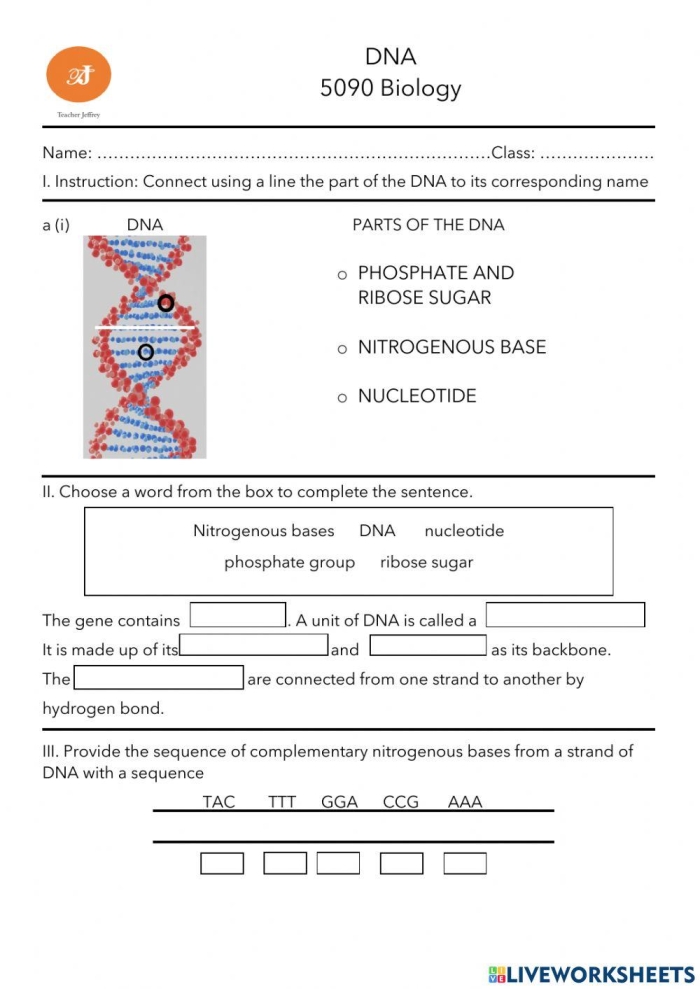 DNA Basics worksheet featuring Steve the savvy scientist explaining genetics