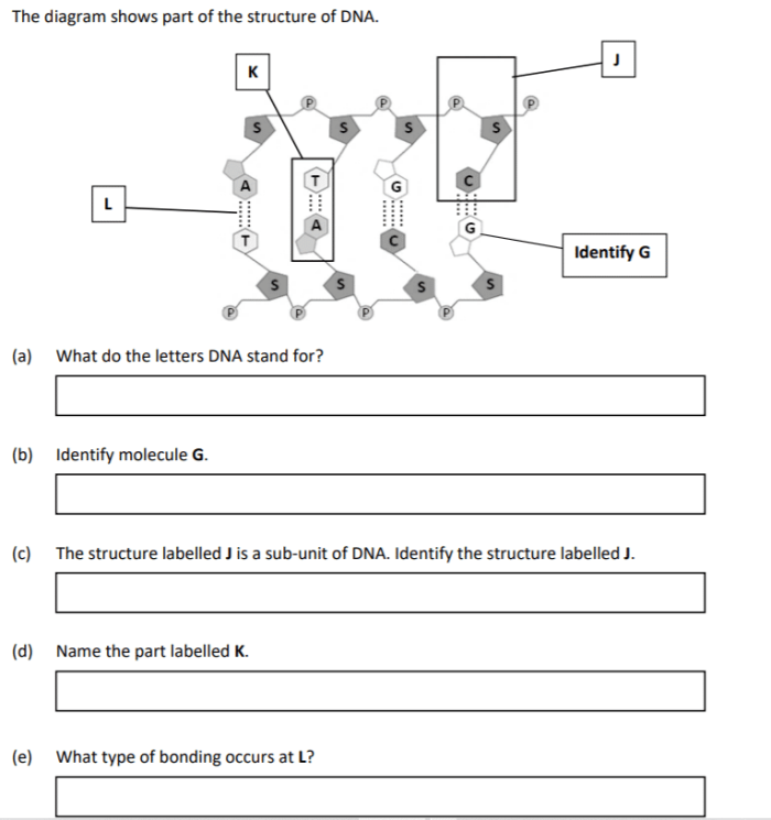 DNA Basics worksheet featuring Steve the savvy scientist explaining genetics