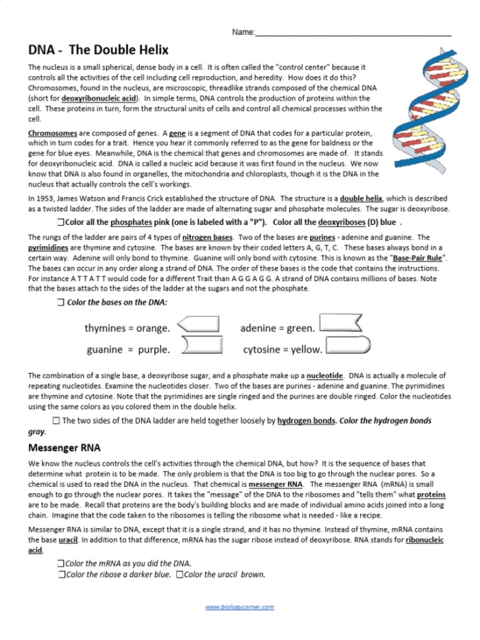 Second grade science student coloring a DNA double helix worksheet for biology lesson
