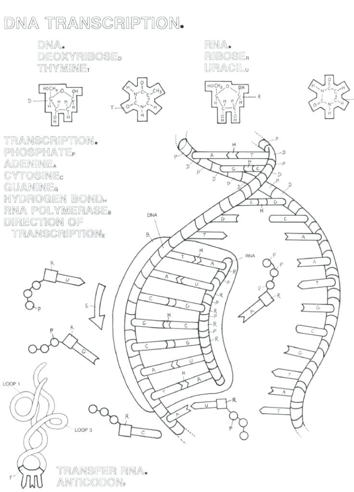 Second grade DNA double helix coloring page worksheet number eleven