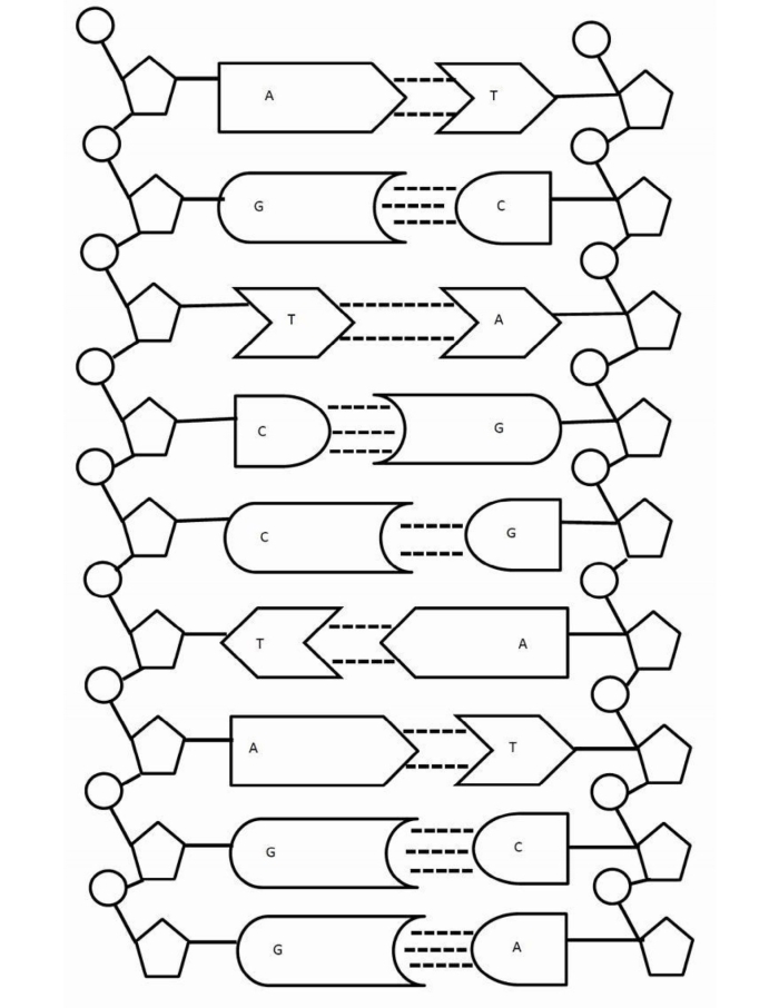 A colorful DNA double helix structure with two intertwined strands and base pair rungs for second graders to color