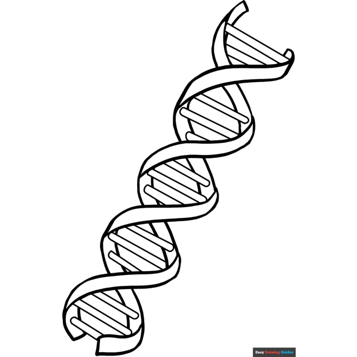 Second grade science worksheet featuring a DNA double helix pattern for students to color