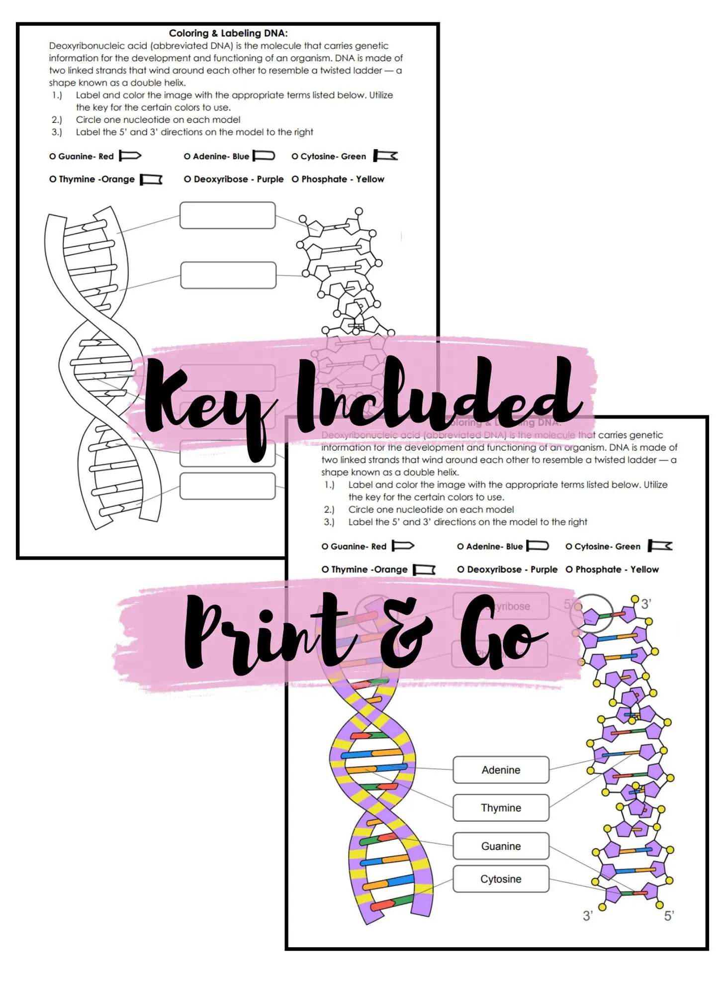 Second grade student coloring a double helix DNA structure worksheet 22