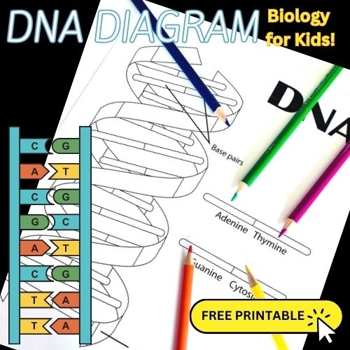 Second grade science worksheet featuring a fun double helix DNA coloring page for students