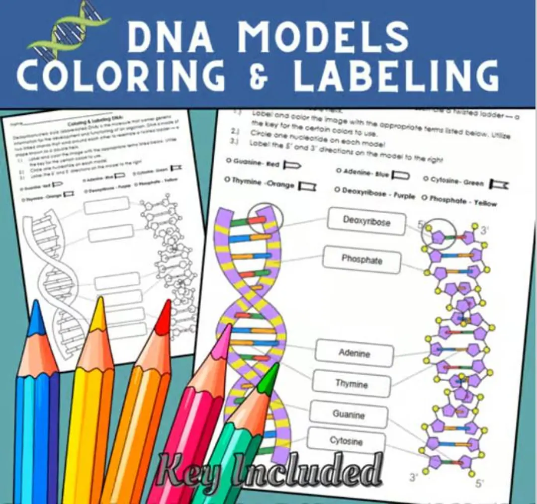 Second grade DNA double helix coloring worksheet showing the twisted ladder structure of genetic material for students to color