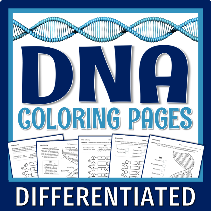 Second grade DNA coloring page worksheet featuring a double helix structure for science class