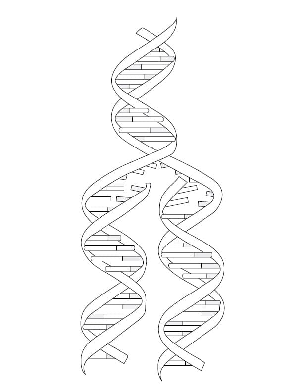 Second grade DNA double helix coloring worksheet with labeled strand structure for biology learning