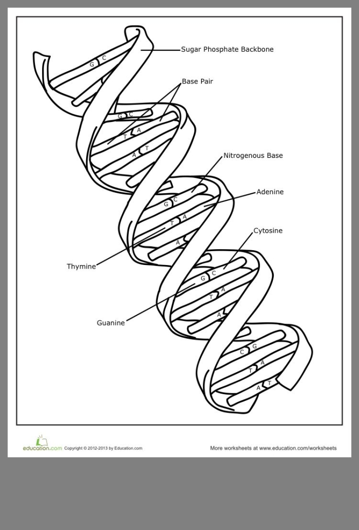 Second grade student coloring worksheet featuring a DNA double helix diagram