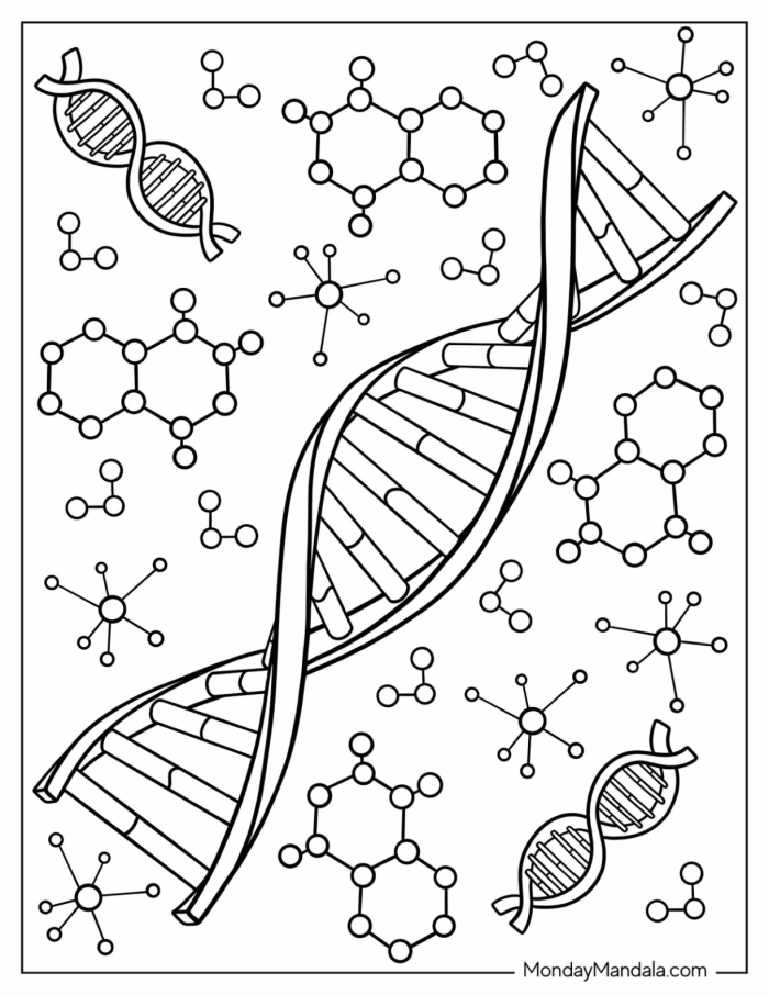 Second grade worksheet featuring a double helix DNA structure for coloring