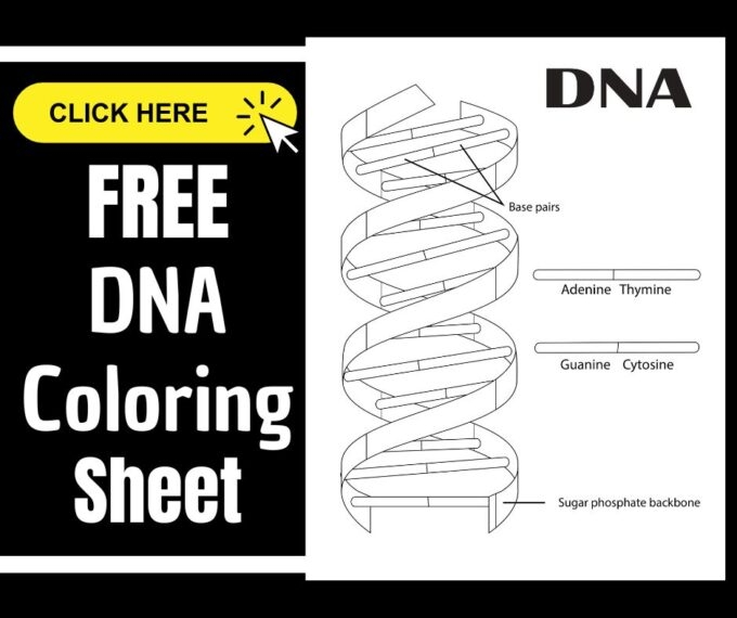 Second grade DNA double helix coloring worksheet featuring the building blocks of life in a simple geometric structure